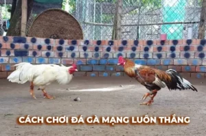 Bí Quyết Cách Chơi Đá Gà Sabong Tại Hi88 Thắng Lớn Dễ Dàng 3 Bí Quyết Cách Chơi Đá Gà Sabong Tại Hi88 Thắng Lớn Dễ Dàng