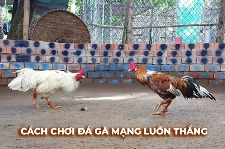 Bí Quyết Cách Chơi Đá Gà Sabong Tại Hi88 Thắng Lớn Dễ Dàng 1 Bí Quyết Cách Chơi Đá Gà Sabong Tại Hi88 Thắng Lớn Dễ Dàng